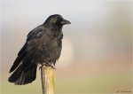Aaskraehe-Corvus_corone-23_03_2017.jpg