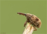 Adern-Eichelbohrer-Curculio_venosus.jpg