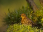 Amsel-common_blackbird-Jungvogel_2019.jpg