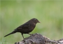 Amsel-common_blackbird_.jpg