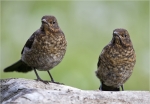 Amseln-Jungvoegel.jpg