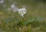 Baerlauch-allium_ursinum.jpg