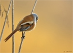 Bartmeise-bearded_tit-male.jpg