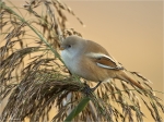 Bartmeise-bearded_tit-weiblich.jpg