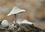 Behangener_Muerbling-Psathyrella_candolleana.jpg