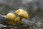 Beringter_Flaemmling-Gymnopilus_junonius.jpg