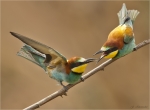 Bienenfresser-european_bee-eater-Mai_2018.jpg