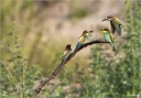 Bienenfresser-european_bee-eater.jpg