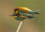 Bienenfresser-european_bee-eater_-Paarung.jpg