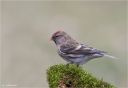 Birkenzeisig-redpoll.jpg