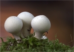 Birnen_Staeubling-Lycoperdon_pyriforme.jpg
