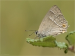Blauer_Eichen-Zipfelfalter-Favonius_quercus-Maennchen.jpg