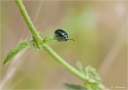 Blaues_Getreidehaehnchen-Oulema_lichenis.jpg