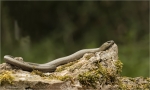 Blindschleiche-Anguis_fragilis-beim_Sonnenbaden.jpg