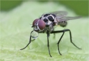 Blumenfliege-Anthomyia_procellaris.jpg