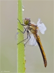 Blutrote_Heidelibelle-Junges_Maennchen.jpg