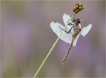 Blutrote_Heidelibelle-Sympetrum_sanguineum-22_08_2017.jpg
