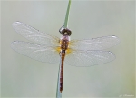 Blutrote_Heidelibelle.jpg