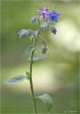 Borretsch-borago_officinalis.jpg