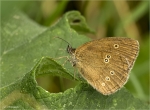 Brauner_Waldvogel-Aphantopus_hyperantus-09_07_2017.jpg