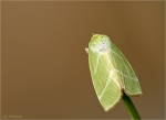 Buchen_Kahneule-Pseudoips_prasinana-30_07_2017.jpg