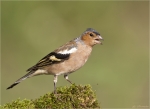 Buchfink-Fringilla_coelebs-maennlich-2015.jpg
