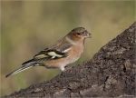 Buchfink-Fringilla_coelebs-maennlich.jpg