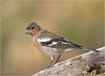 Buchfink-chaffinch-August_2015.jpg