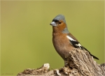 Buchfink-chaffinch-maennlich-03_07_2017.jpg