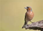 Buchfink-chaffinch-maennlich.jpg