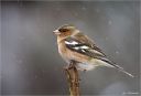 Buchfink-chaffinch.jpg