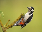 Buntspecht-Dendrocopos_major-male-09_06_2019.jpg