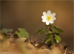 Buschwindroeschen-Anemone_nemorosa.jpg