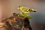 DSC_b_kl_4592.jpg