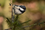 DSC_b_kl_5133.jpg