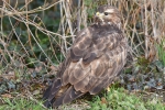 DSC_b_kl_5222.jpg