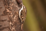 DSC_b_kl_5663.jpg