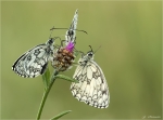 Damenbrett-Melanargia_galathea-17_06_2017.jpg