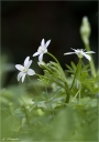 Dolden_Milchstern-Ornithogalum_umbellatum.jpg
