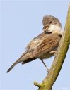 Dorngrasmuecke-common_whitethroat.jpg