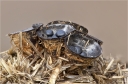 Dung_Teuerling-Cyathus_stercoreus.jpg