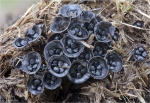 Dung_Teuerlinge-Cyathus_stercoreus-2014.jpg