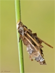 Echter_Sacktraeger-Psychidae.jpg