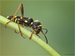 Echter_Widderbock-Clytus_arietis.jpg