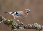 Eichelhaeher-eurasian_jay-05_02_2017.jpg