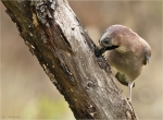 Eichelhaeher-eurasian_jay-17_11_2016.jpg