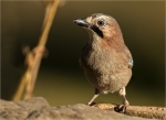 Eichelhaeher-eurasian_jay-23_08_2016.jpg