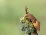 Eichenspinner-Lasiocampa_quercus-Maennchen-05_08_2016.jpg