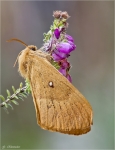 Eichenspinner-Lasiocampa_quercus-weiblich.jpg