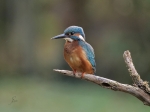 Eisvogel-common_kingfisher~0.jpg